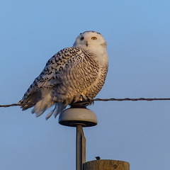 Snowy Owl and pellet