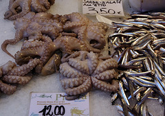 Octopus and sardines