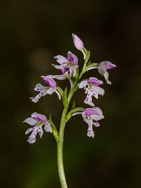 Galearis rotundifolia aka Amerorchis rotundifolia (Small Roundleaf orchid)