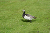 Sweden, Stockholm, One Barnacle Goose in the Park of Drottningholm