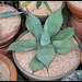 Agave parryi (4)