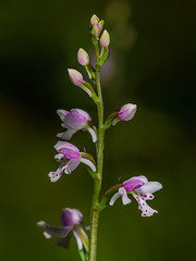 Galearis rotundifolia aka Amerorchis rotundifolia (Small Roundleaf orchid)