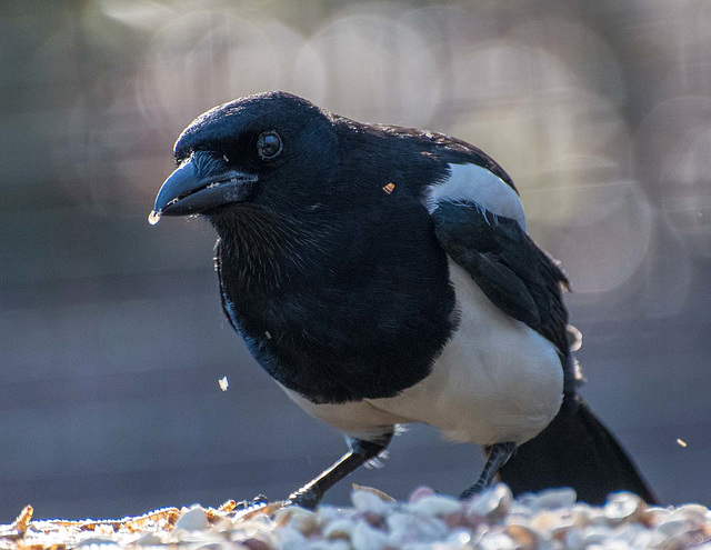 A magpie throwing nuts around11..
