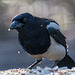 A magpie throwing nuts around11..