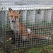Arrested and Gaoled Fox