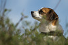 Jack Russell Terrier Clifford DSC09507
