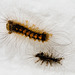 Caterpillars IMG 9756