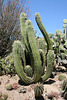 Huntington Gardens Cactus (5194)