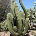 Huntington Gardens Cactus (5194)