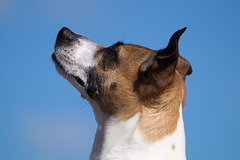 Jack Russell Terrier Rico DSC09394