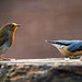 A robin and nuthatch facing off..the nuthatch won the day.