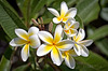 Flowering frangipani