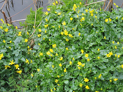 Lesser Celendine on the Worcs and B'ham Canal