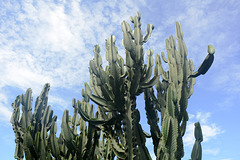Guatemala, Giant Cactus at Villa Santa Catarina