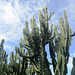 Guatemala, Giant Cactus at Villa Santa Catarina