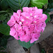 Hortensias rosadas