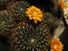 Huntington Gardens Cactus (0254)