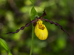 Cypripedium parviflorum var. makasin (Northern Small Lady's-slipper orchid)
