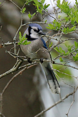 Blue jay in the greenery
