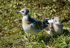 Black headed gull chicks