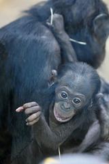 Bonobobaby Nila (Wilhelma)