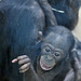 Bonobobaby Nila (Wilhelma)