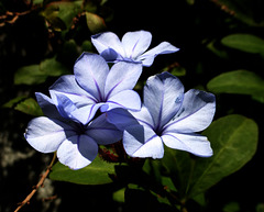 azzurro plumbago