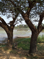 Pirogues entre deux arbres / In between long canoes