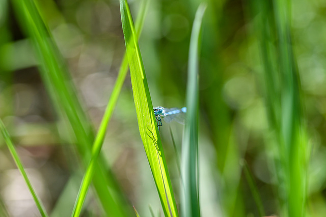 Versteckspiel