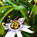 Perhaps the last passion flower of the year.