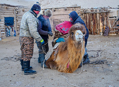 Migration, Day 1: Loading The Camels