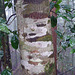 Tropical tree queensland