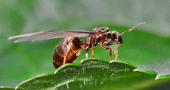 Flying Ant 3