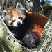 Red Panda at Marwell Zoo