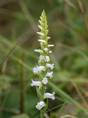 Possible Spiranthes ochroleuca (Yellow Ladies'-tresses orchid)  x Spiranthes cernua (Nodding Ladies'-tresses orchid)