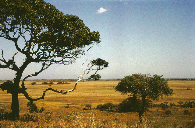 Africa,elephants  -  scanned from a Kodachrome II slide