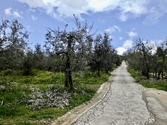 Olivenhain in der Toskana