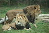 African Lions / Calgary Zoo