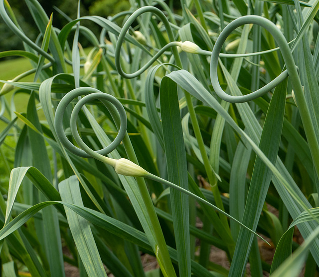 Garlic scape