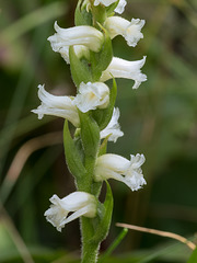 Possible Spiranthes ochroleuca (Yellow Ladies'-tresses orchid)  x Spiranthes cernua (Nodding Ladies'-tresses orchid)