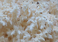 Coral tooth fungus ~ Kammetjesstekelzwam (Hericium coralloides)... 3!