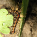 CaterpillarIMG 3494v2