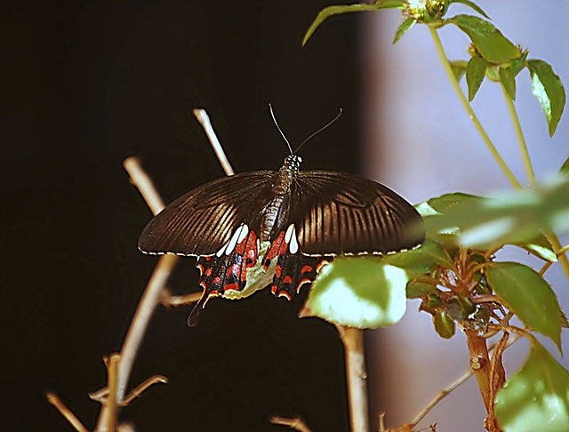 Papillon / [Red-bodied swallowtail?]