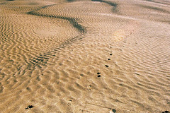 critter tracks and ripples