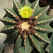 Huntington Gardens Cactus (0249)