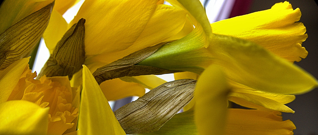 Daffodil.....with parchment folds!