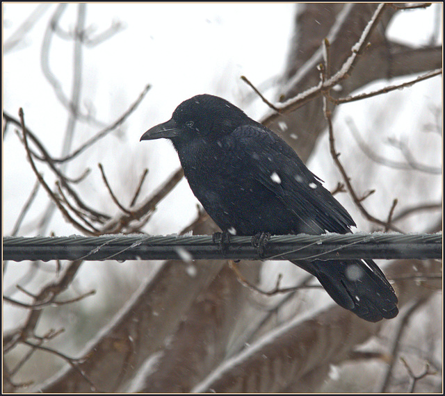 Neighbourly crow