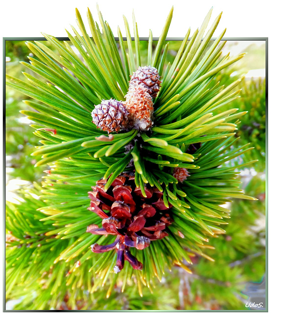 Bergkiefer (Pinus mugo). ©UdoSm