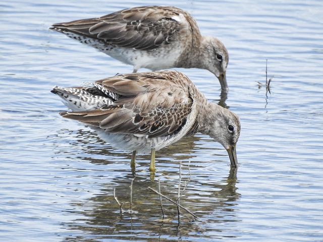 Day 2, Long-billed Dowitchers
