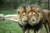 African Lions / Calgary Zoo